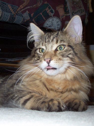 Photo de Maine coon