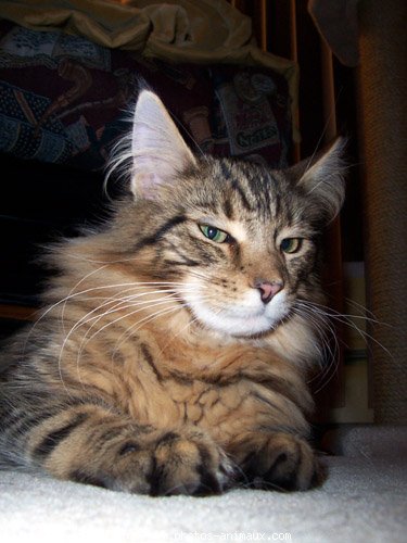 Photo de Maine coon