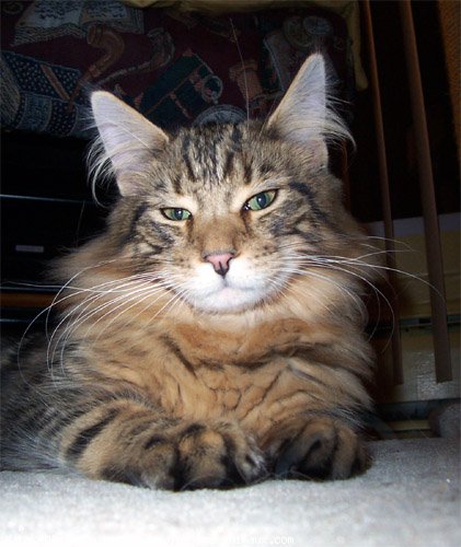 Photo de Maine coon