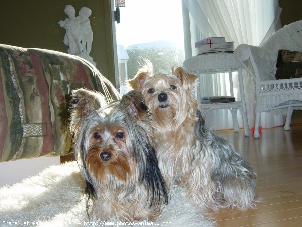 Photo de Yorkshire terrier