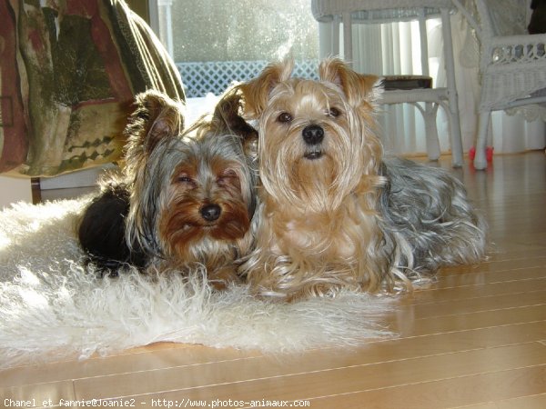 Photo de Yorkshire terrier