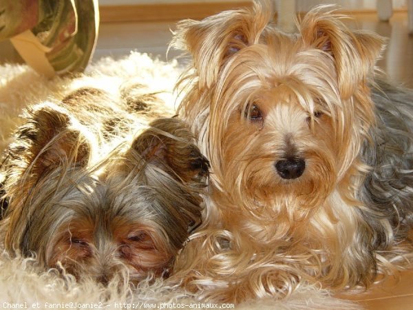 Photo de Yorkshire terrier