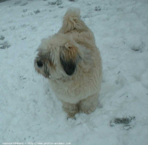 Photo de Lhassa apso