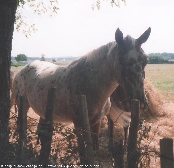 Photo d'Appaloosa