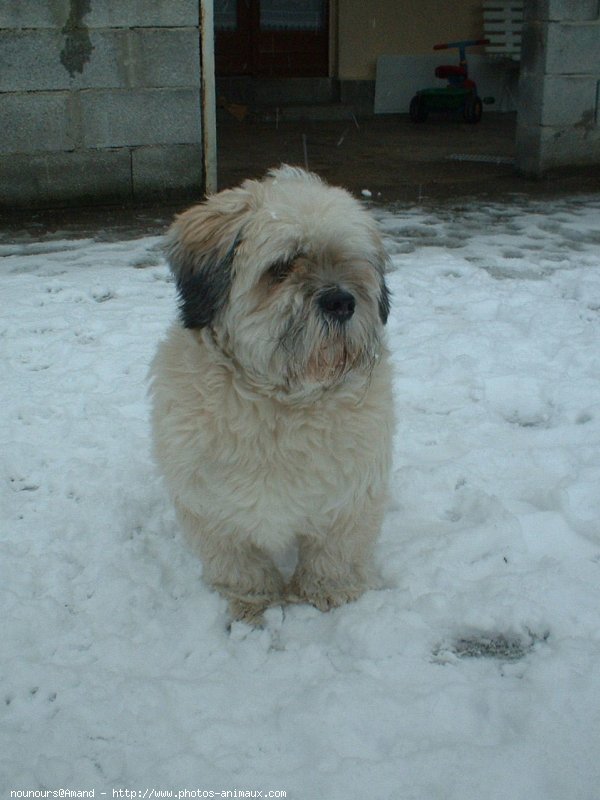 Photo de Lhassa apso