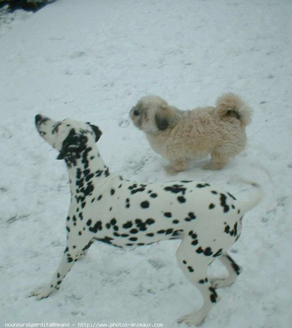 Photo de Races diffrentes