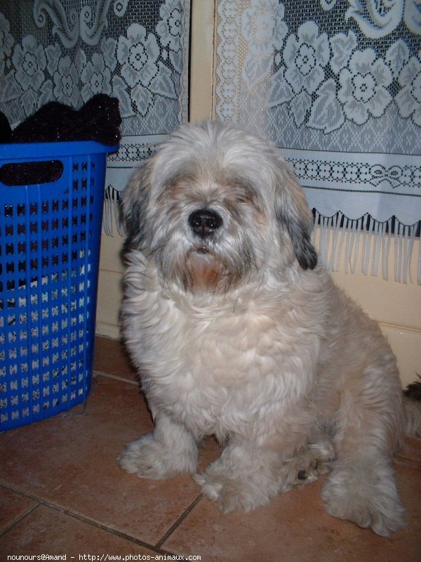 Photo de Lhassa apso