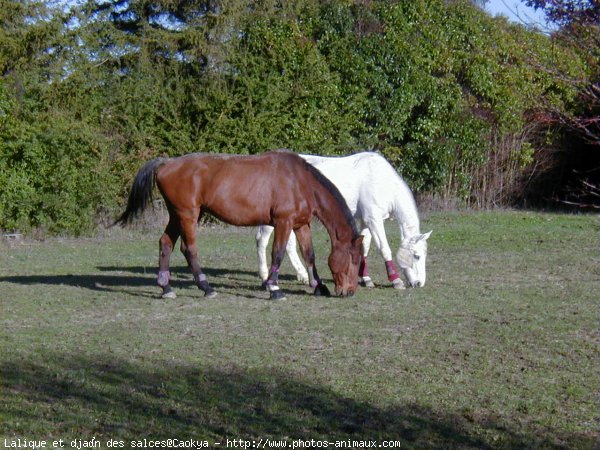 Photo de Races diffrentes