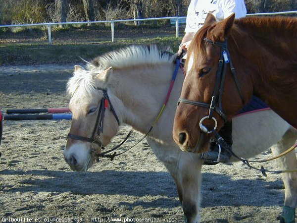 Photo de Races diffrentes