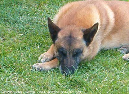 Photo de Berger belge malinois