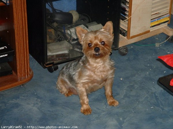 Photo de Yorkshire terrier