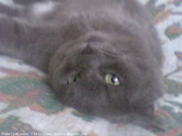 Photo de Chartreux