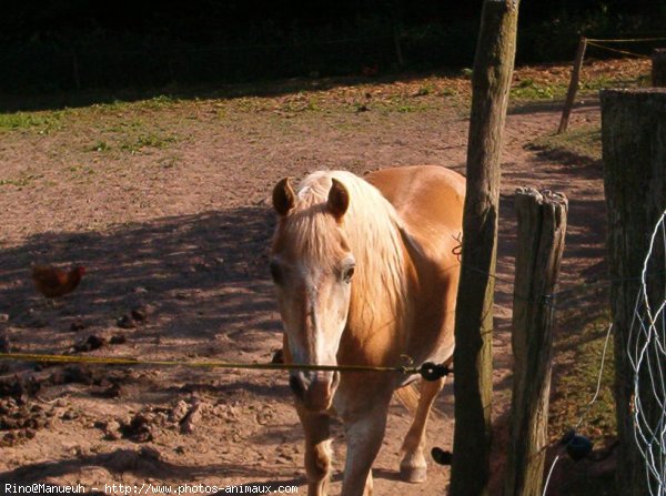 Photo de Haflinger