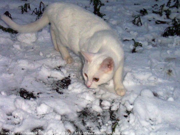 Photo de Chat domestique