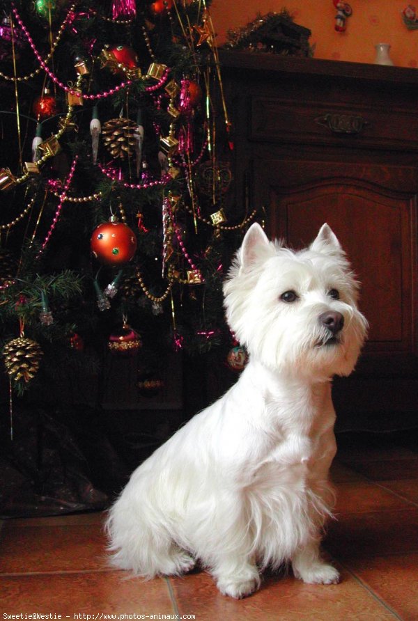 Photo de West highland white terrier