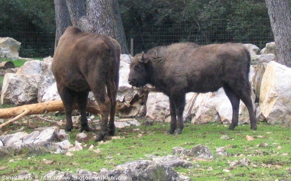 Photo de Bison