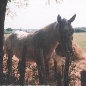 Photo d'Appaloosa