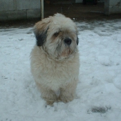 Photo de Lhassa apso