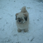 Photo de Lhassa apso