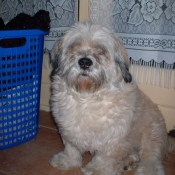 Photo de Lhassa apso