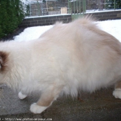 Photo de Sacr de birmanie