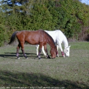 Photo de Races diffrentes