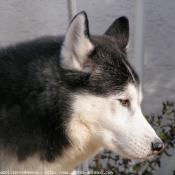 Photo de Husky siberien