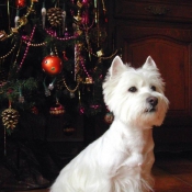 Photo de West highland white terrier