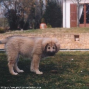 Photo de Chien de berger yougoslave de charplanina