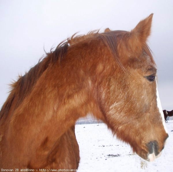 Photo de Races diffrentes