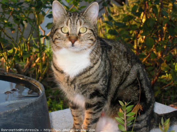 Photo de Chat domestique