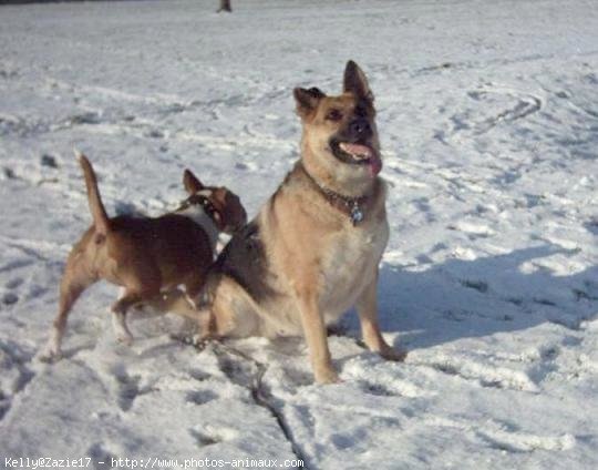 Photo de Races diffrentes