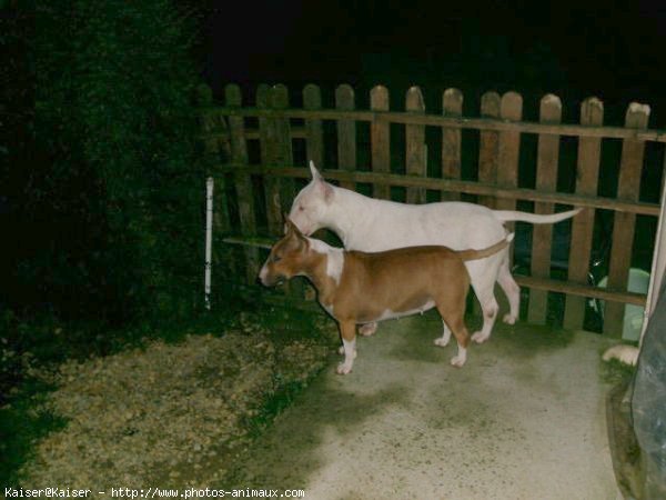 Photo de Bull terrier miniature