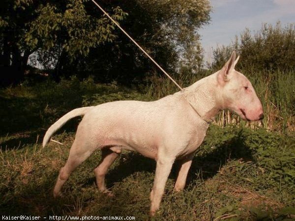 Photo de Bull terrier miniature