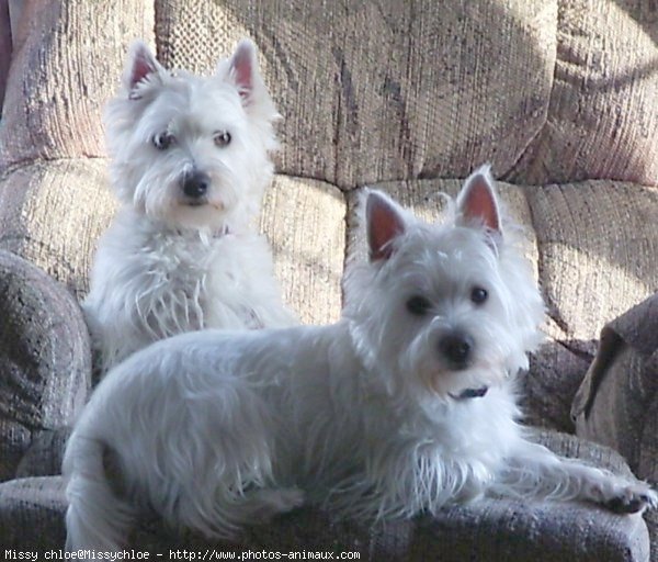 Photo de West highland white terrier