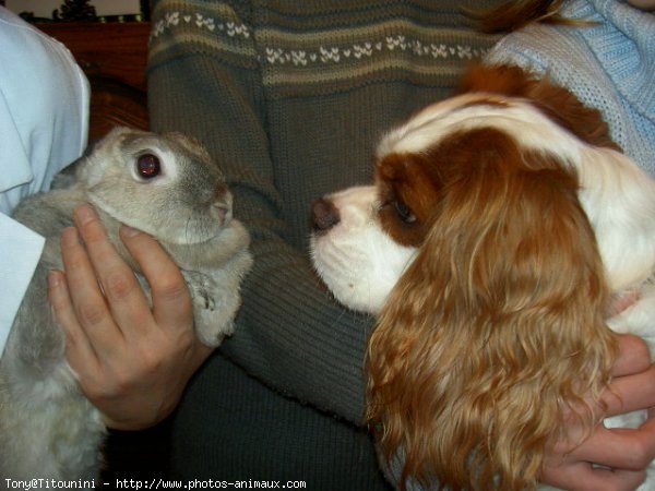 Photo de Cavalier king charles spaniel