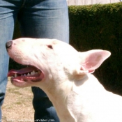 Photo de Bull terrier miniature