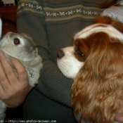 Photo de Cavalier king charles spaniel