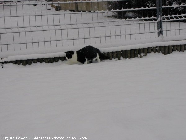 Photo de Chat domestique