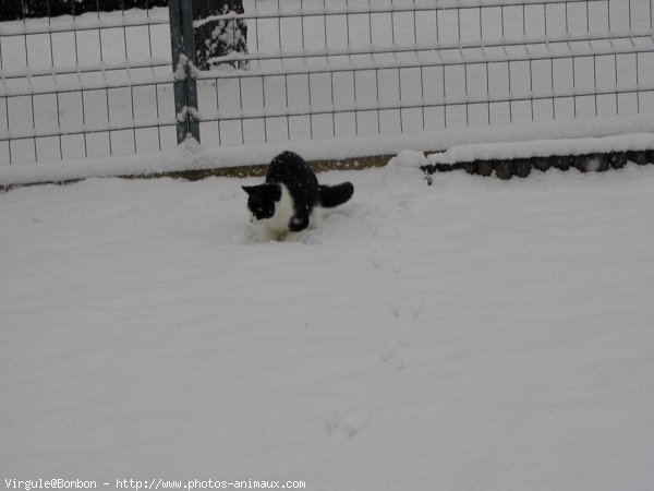 Photo de Chat domestique