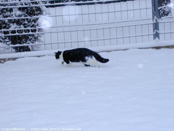 Photo de Chat domestique