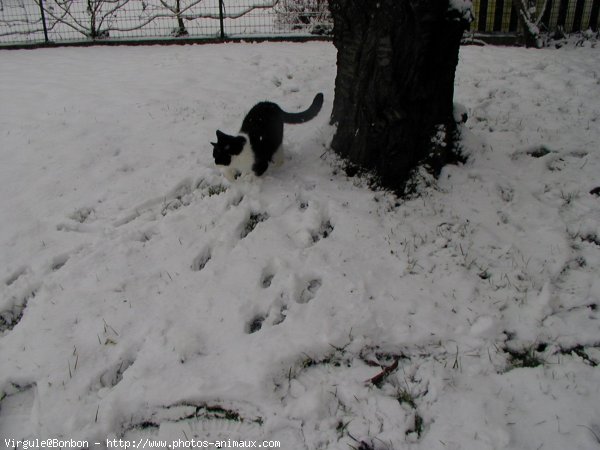 Photo de Chat domestique