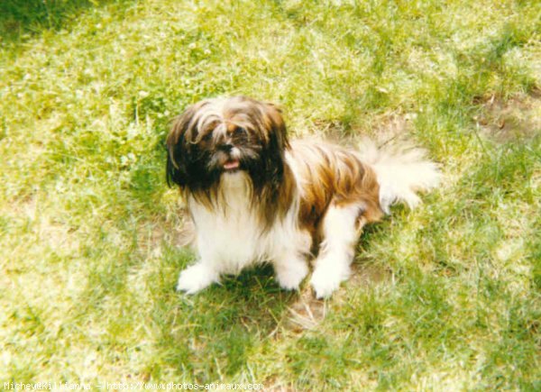 Photo de Shih tzu