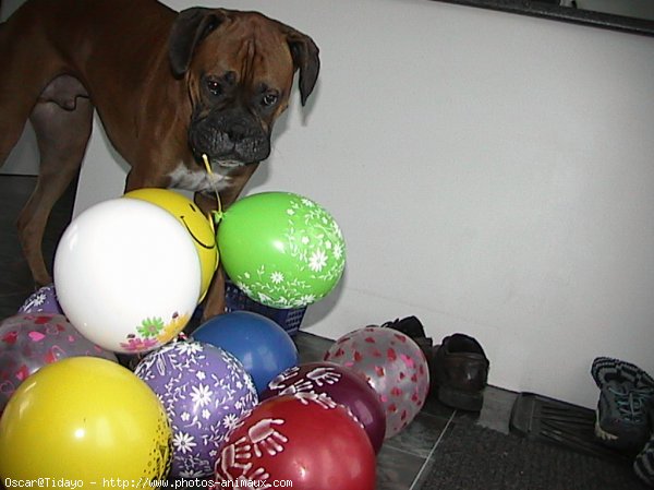 Photo de Boxer