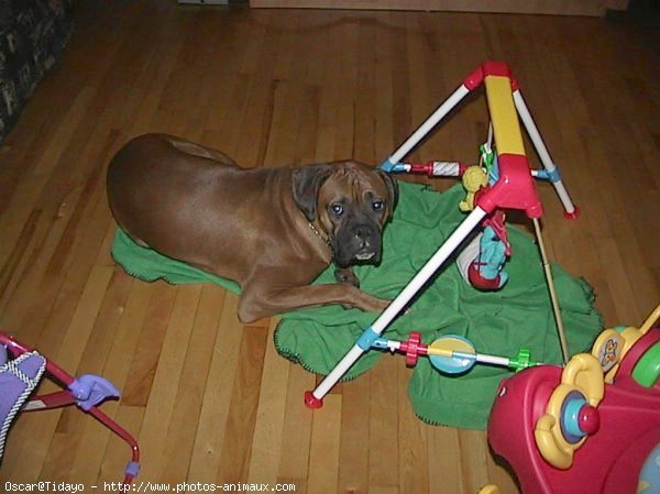 Photo de Boxer