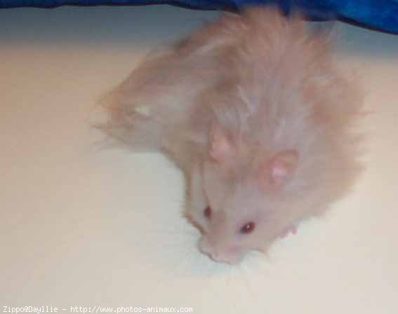 Photo de Hamster