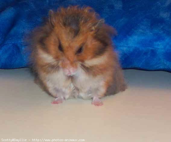 Photo de Hamster