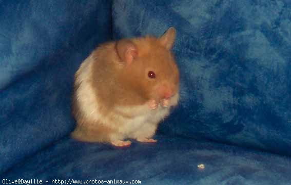 Photo de Hamster