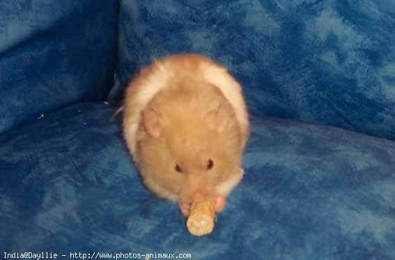 Photo de Hamster