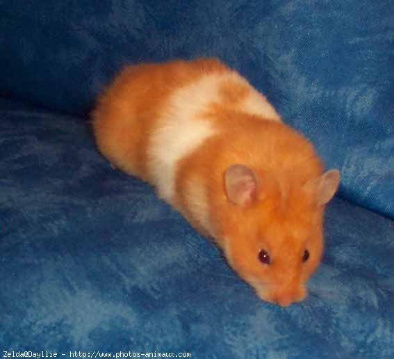 Photo de Hamster